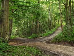 roads cross in forest