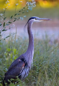 Bird Bird