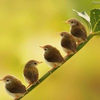 Birds Birds