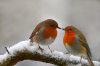 Birds Birds