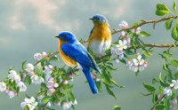 Birds1.jpg Birds1.jpg