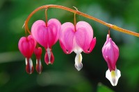 Bleeding-Heart-Flower-Pictures Bleeding-Heart-Flower-Pictures