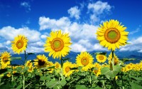 Blooming-flowers.jpg Blooming-flowers.jpg
