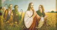 Cornfield1.jpg Cornfield1.jpg