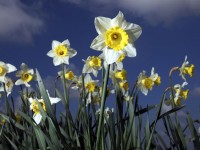 Daffodils Daffodils