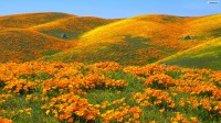 Field.jpg Field.jpg