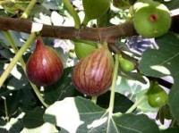 Fig-Tree.jpg Fig-Tree.jpg