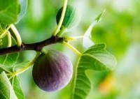 Fig Tree Fig Tree