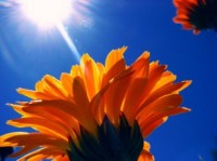 Flower-310x232 Flower-310x232