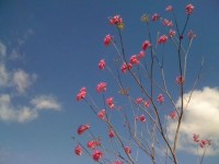 Flowers Flowers