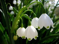 Flowers Flowers