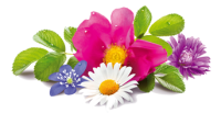 Flowers Flowers