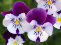 Flowers2.jpg Flowers2.jpg