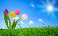Flowers5.jpg Flowers5.jpg