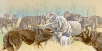 Heep-among-wolves.jpg Heep-among-wolves.jpg
