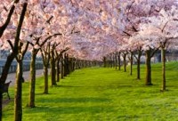 Trees1.jpg Trees1.jpg