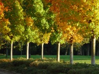 Trees2.jpg Trees2.jpg