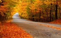 autumn_leaves_on_the_road