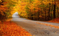autumn_leaves_on_the_road autumn_leaves_on_the_road