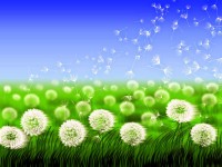 dandelions.jpg dandelions.jpg