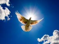 Dove flying Dove flying