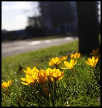 flower.jpg flower.jpg