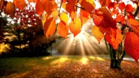 japan-autumn-leaves.jpg japan-autumn-leaves.jpg