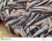 net net